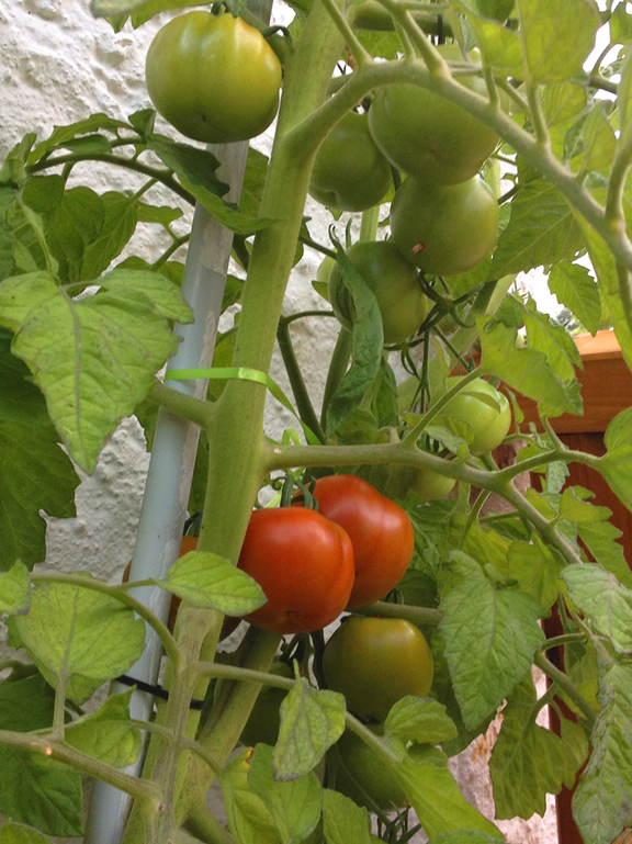 Ideal: Auch auf Balkon oder Terrasse gedeihen Tomaten.